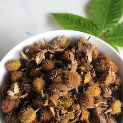 Tiny, triangular beechnuts with a reddish-brown shell and a smooth, nutty interior, nestled among autumn leaves.