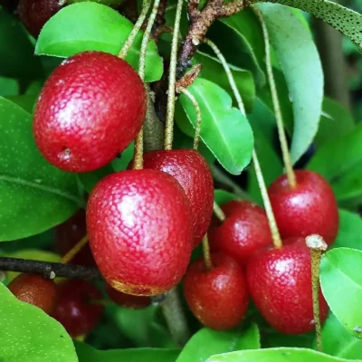 Small, red Goumi berries with tiny edible seeds inside, offering a tart-sweet flavor.