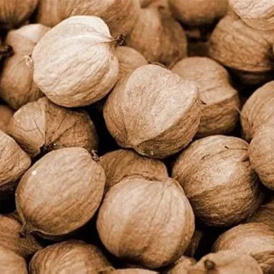 A cluster of hickory nuts with hard, dark brown shells