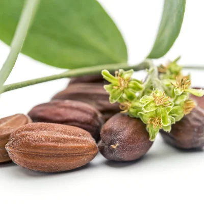 Oval jojoba nuts with a light brown hue, primarily used for oil extraction.