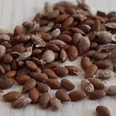 a pile of small black kiwifruit seeds