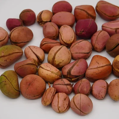 A handful of reddish-brown kola nuts with a slightly wrinkled surface, commonly used in beverages and energy products.