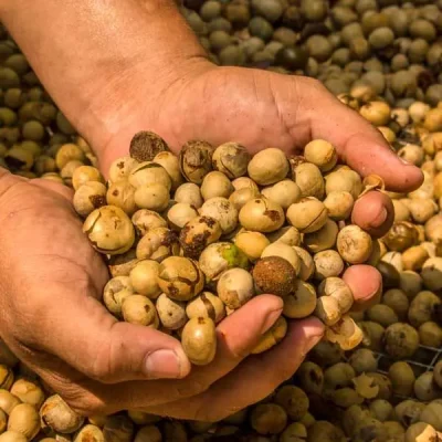 A handful roasted Maya nuts with a deep brown hue, often ground into flour or brewed as a drink.