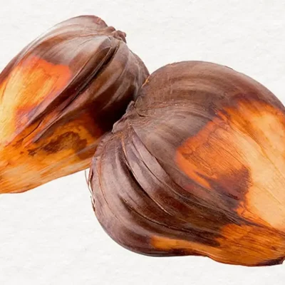 Combination of orang and brown skinned nipa palm nuts from Southeast Asia