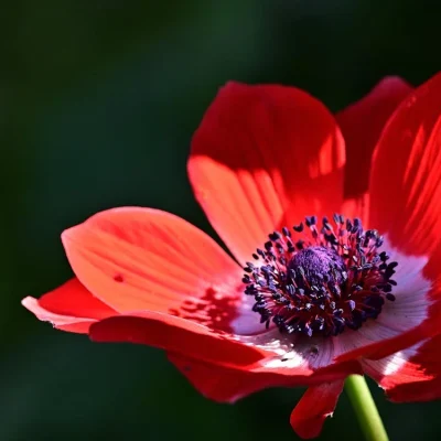 A red anemone flower with a dark black center, standing out against green foliage.