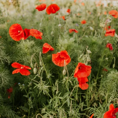 A bright red poppy with a black center swaying in a green meadow.