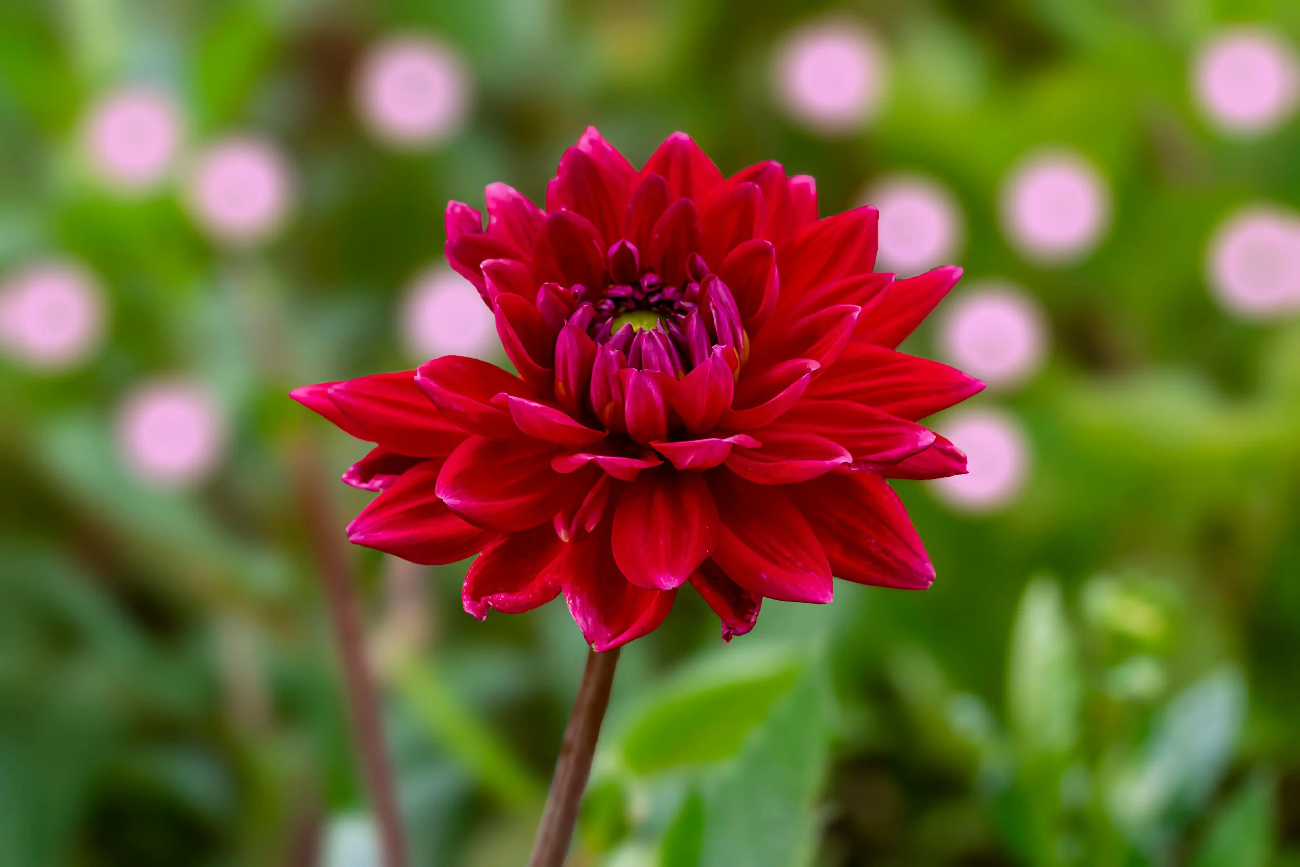 dahlia flower