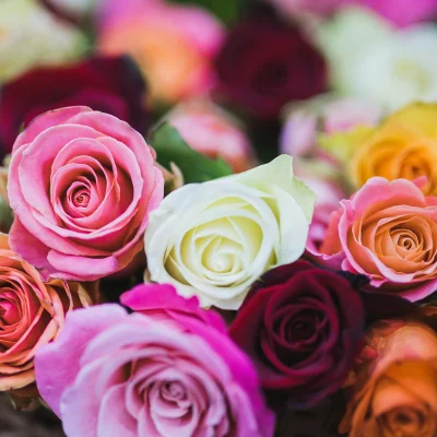 Close-up of vibrant preserved roses, maintaining their soft texture and beauty for months.