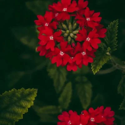 A close-up of red verbena flowers in a dense cluster, blooming in a summer garden.