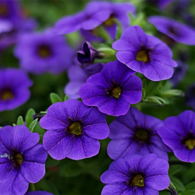 A close-up of delicate february birth flower, purple violets in full bloom, symbolizing love, faithfulness, and wisdom.