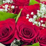 Fresh red roses with baby’s breath accents